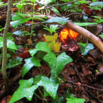 image: Image from the photoset ‘
belvaux (i)
’.