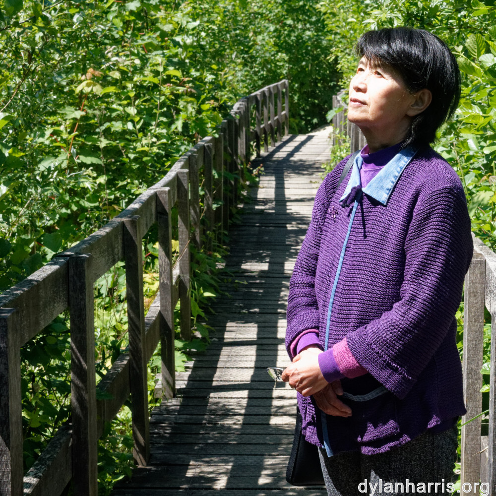 image: This is ‘
L (xxxi) 1
’.