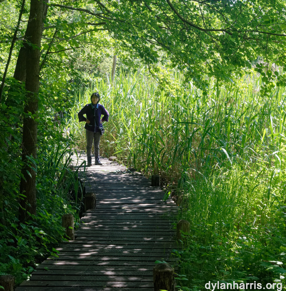 image: This is ‘
L (xxxi) 
’.