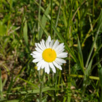 image: Image from the photoset ‘
flower (xxii)
’.