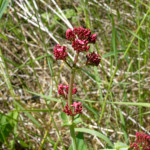 image: Image from the photoset ‘
flower (xxii)
’.