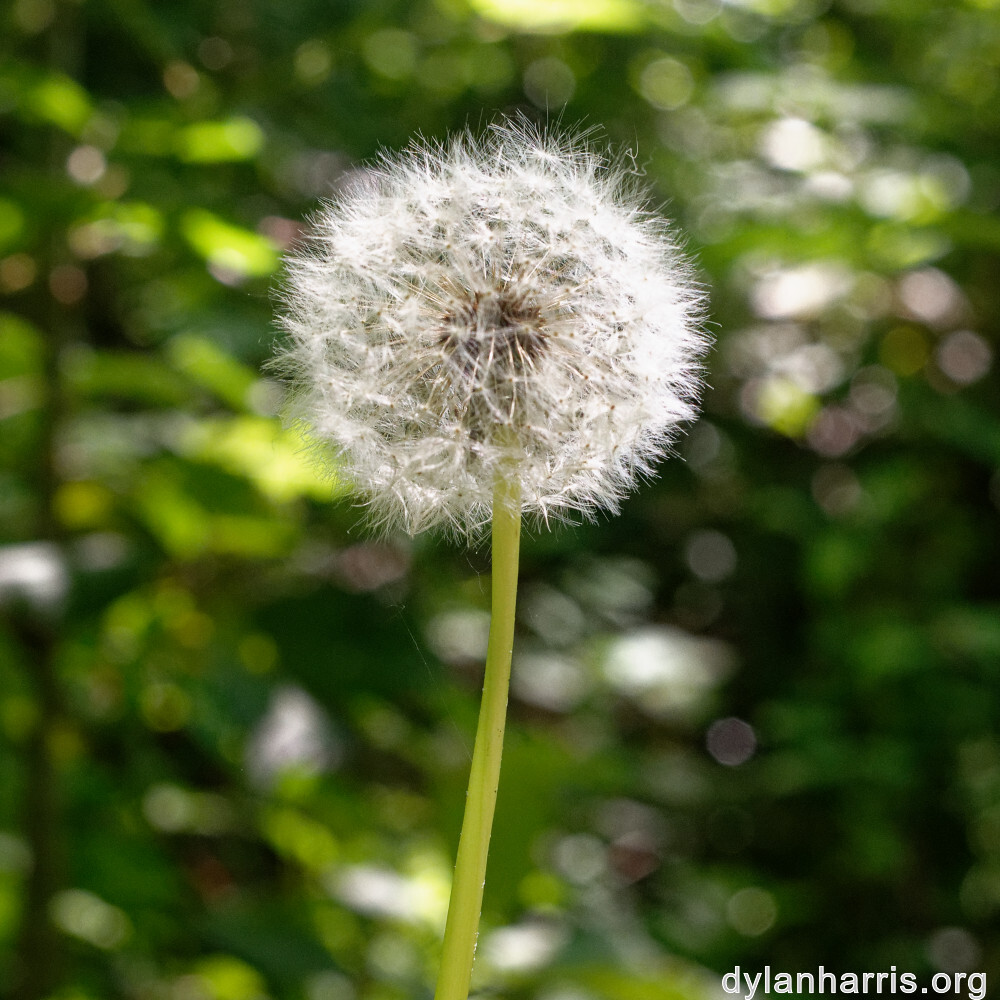 image: This is ‘
schengen (i) 5
’.