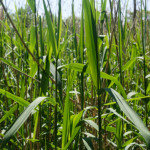 image: Image from the photoset ‘
schengen (iii)
’.