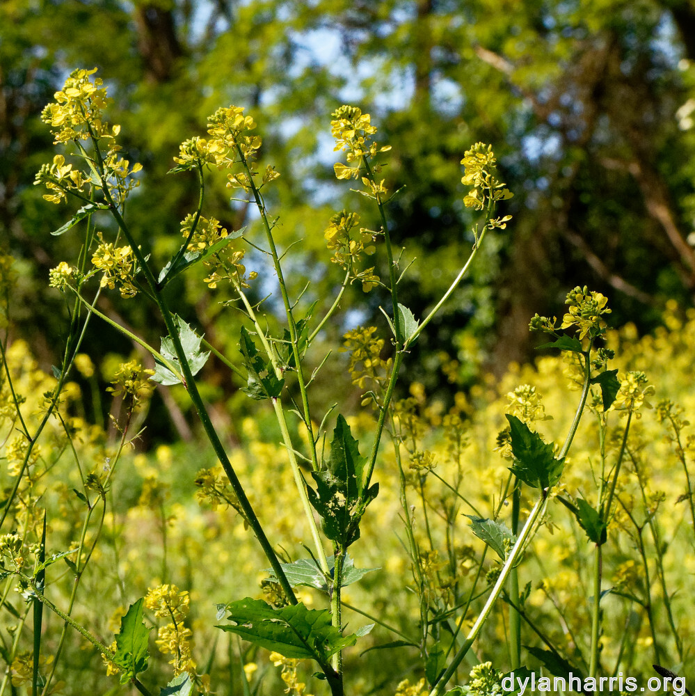 image: This is ‘
flower (xxiii) 1
’.