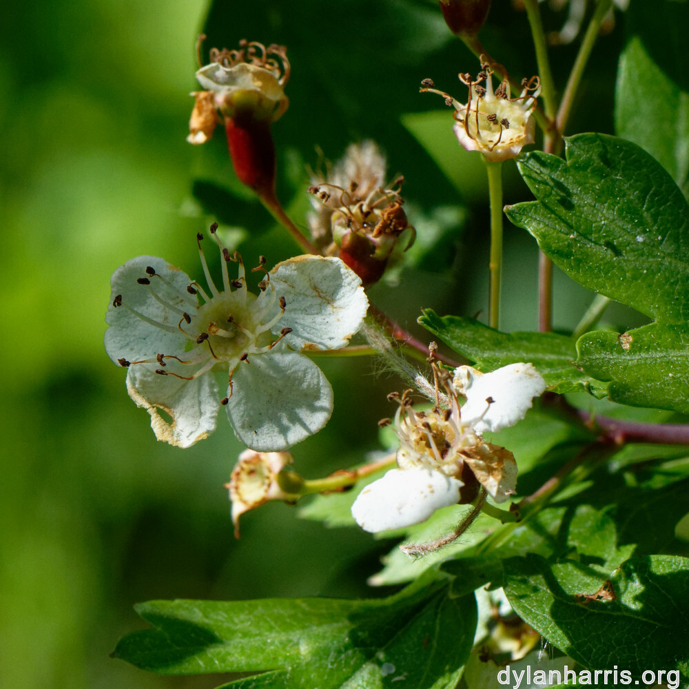 image: This is ‘
flower (xxiii) 2
’.