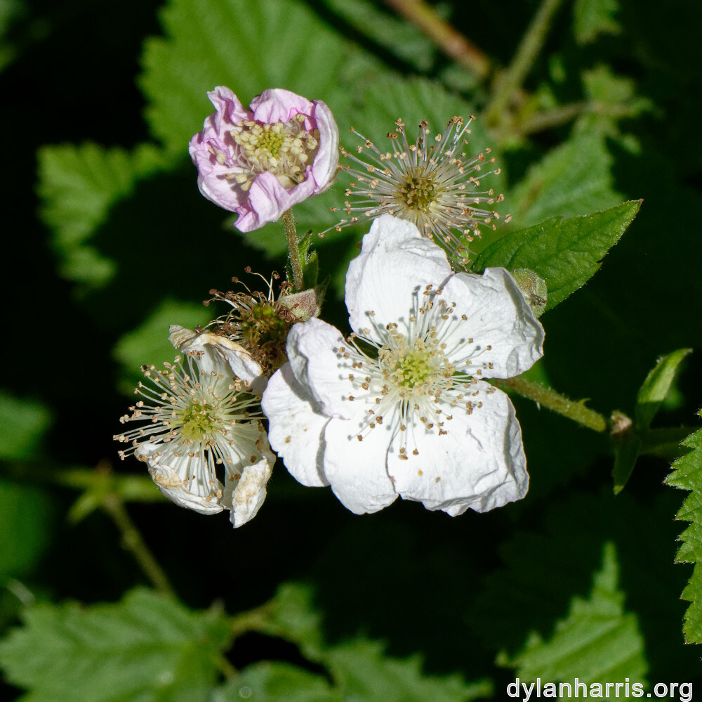 image: This is ‘
flower (xxiii) 3
’.