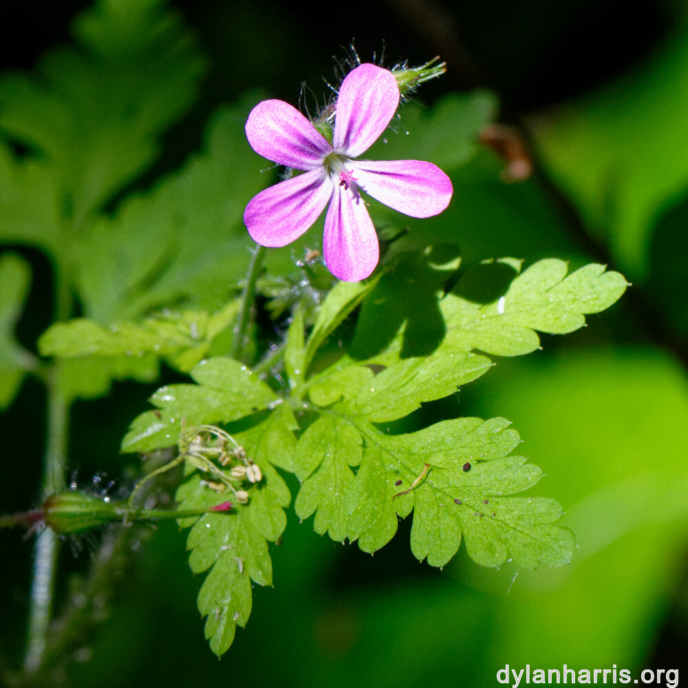 image: This is ‘
flower (xxiii) 5
’.