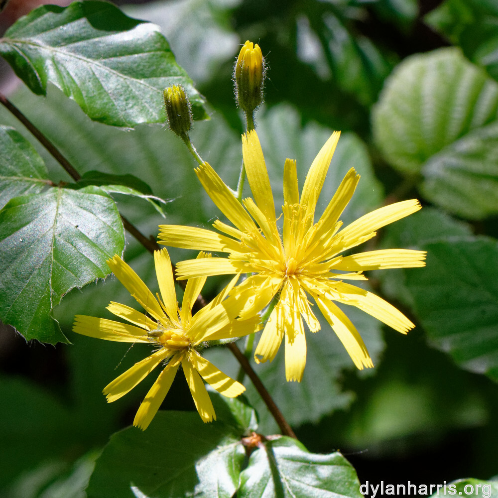 image: This is ‘
flower (xxiii) 6
’.