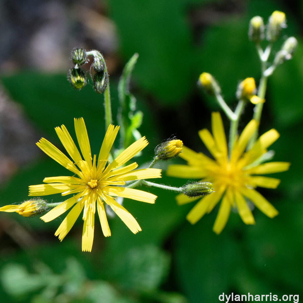 image: This is ‘
flower (xxiii) 7
’.