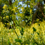 image: Image from the photoset ‘
flower (xxiii)
’.