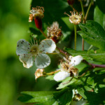 image: Image from the photoset ‘
flower (xxiii)
’.