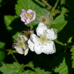 image: Image from the photoset ‘
flower (xxiii)
’.