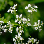 image: Image from the photoset ‘
flower (xxiii)
’.