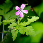 image: Image from the photoset ‘
flower (xxiii)
’.