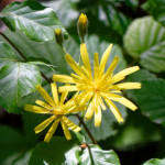 image: Image from the photoset ‘
flower (xxiii)
’.