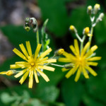 image: Image from the photoset ‘
flower (xxiii)
’.