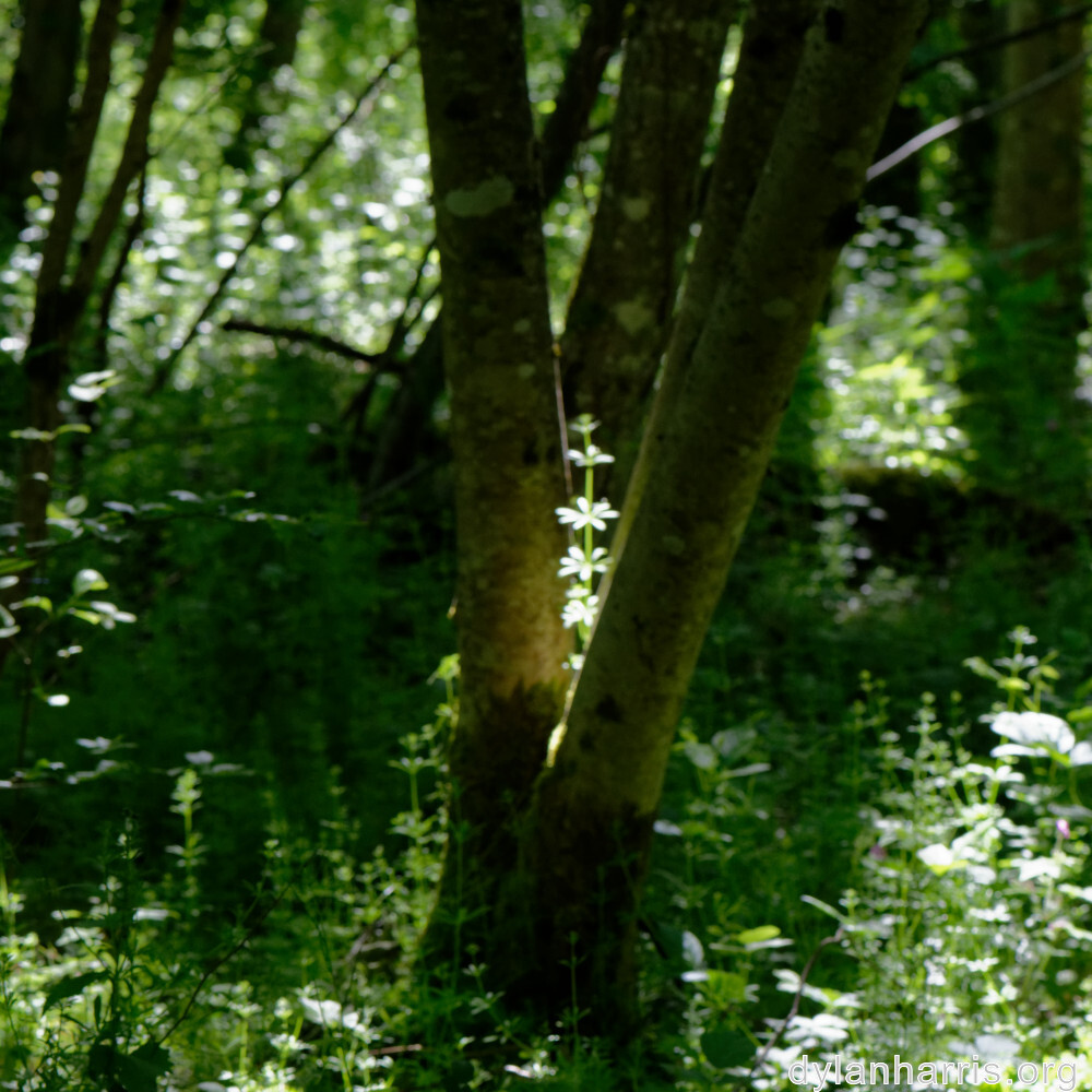 image: This is ‘
belvaux (iv) 5
’.