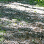 image: Image from the photoset ‘
belvaux (iv)
’.