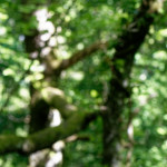 image: Image from the photoset ‘
belvaux (iv)
’.