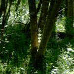 image: Image from the photoset ‘
belvaux (iv)
’.