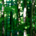 image: Image from the photoset ‘
belvaux (v)
’.