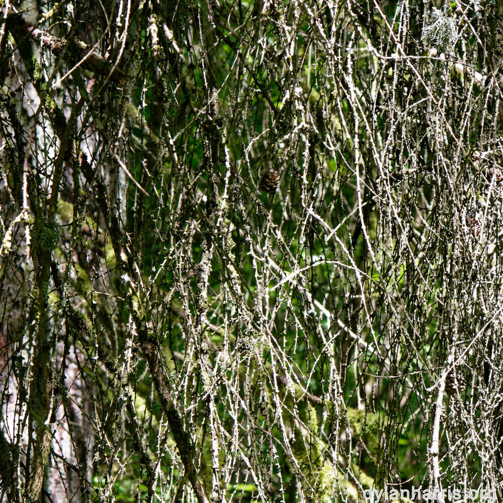 image: This is ‘
belvaux (vi) 1
’.