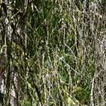 image: Image from the photoset ‘
belvaux (vi)
’.