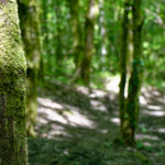 image: Image from the photoset ‘
belvaux (vi)
’.