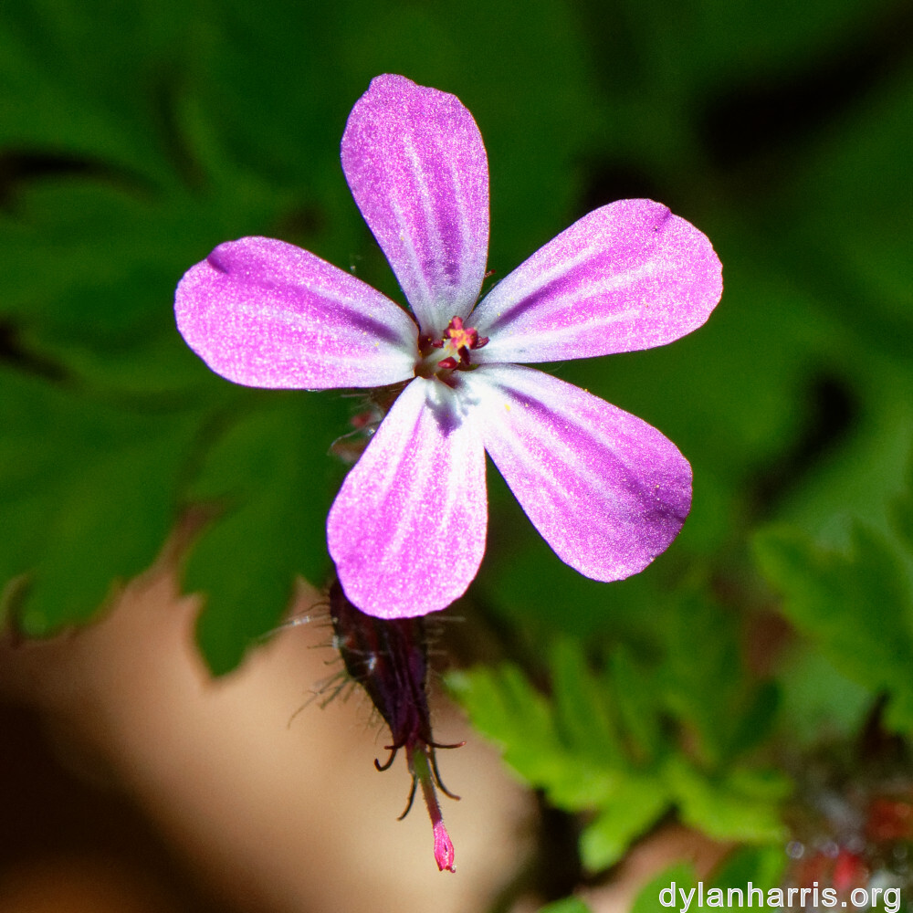 image: This is ‘
flower (xxiv) 1
’.