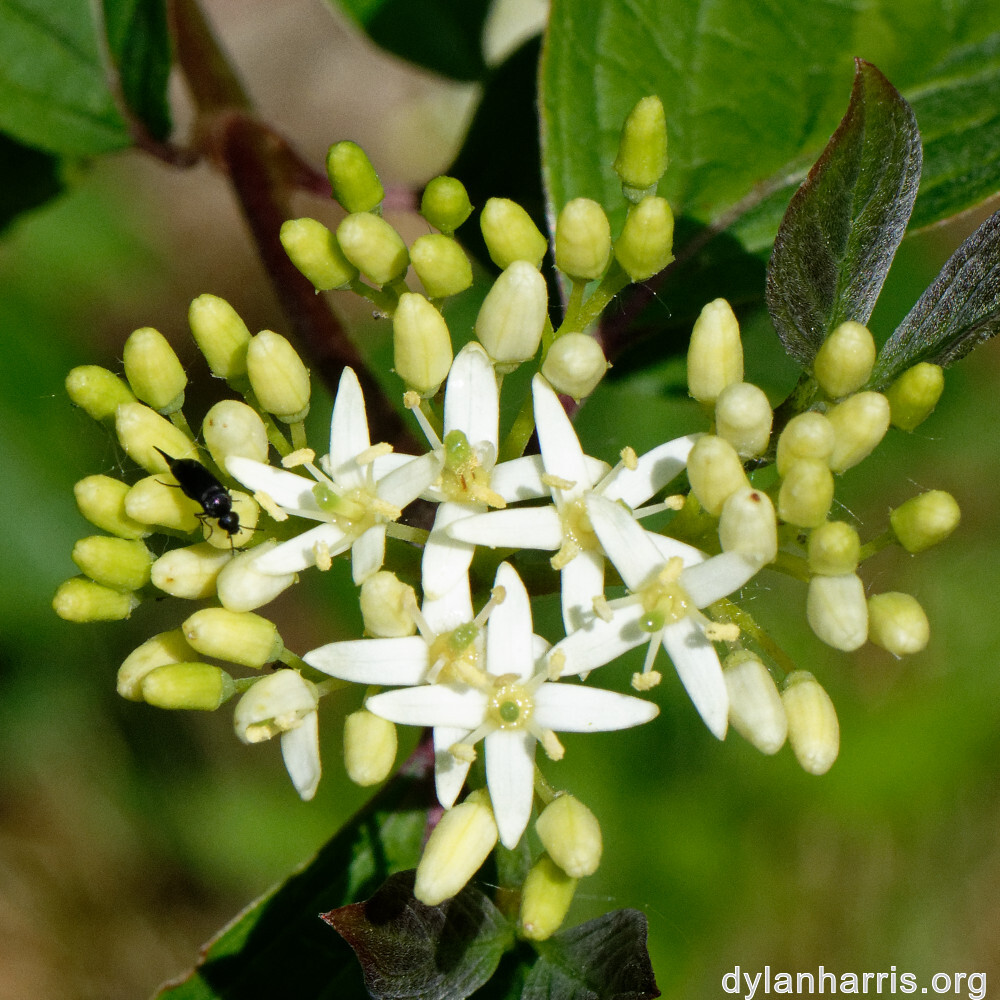 image: This is ‘
flower (xxiv) 2
’.