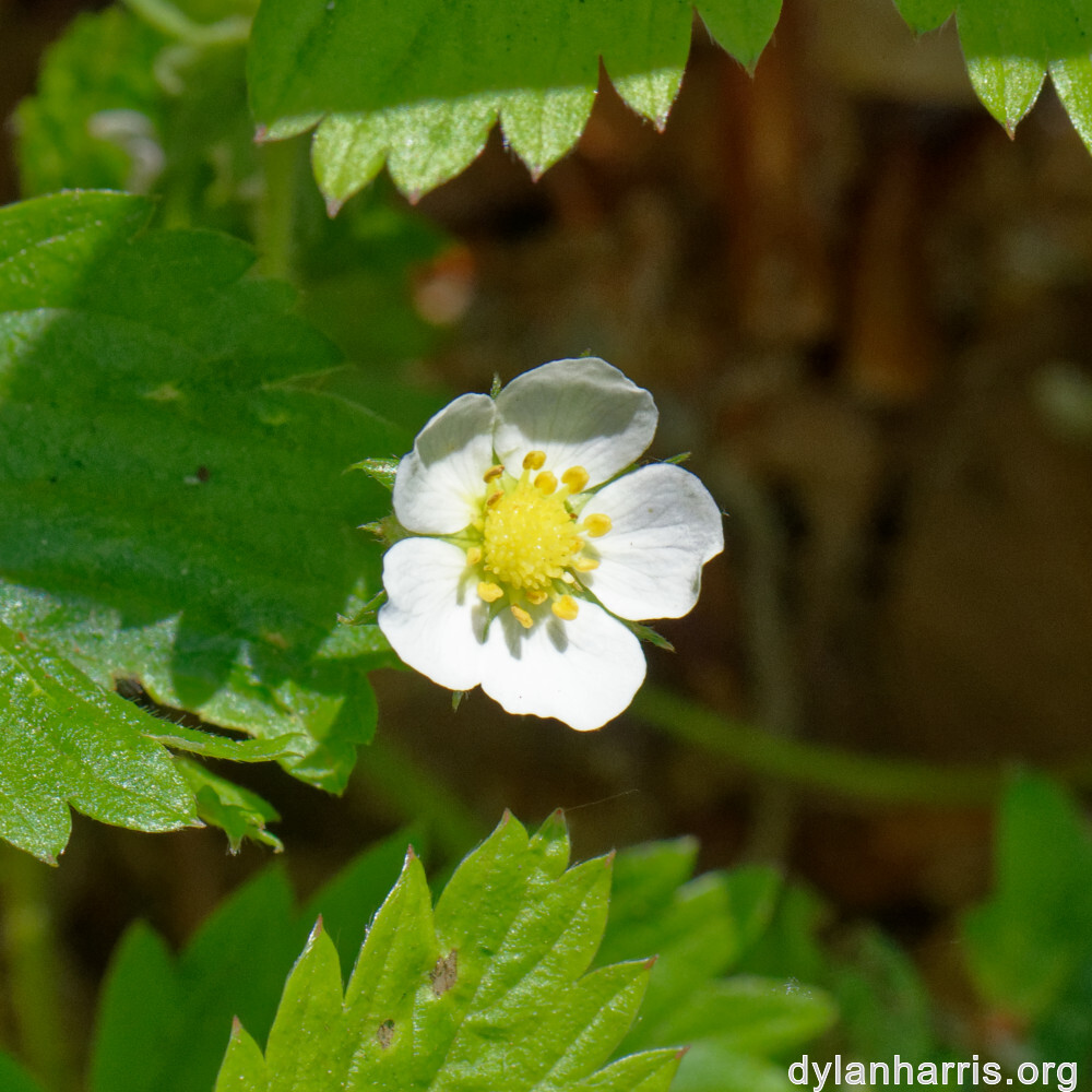 image: This is ‘
flower (xxiv) 3
’.