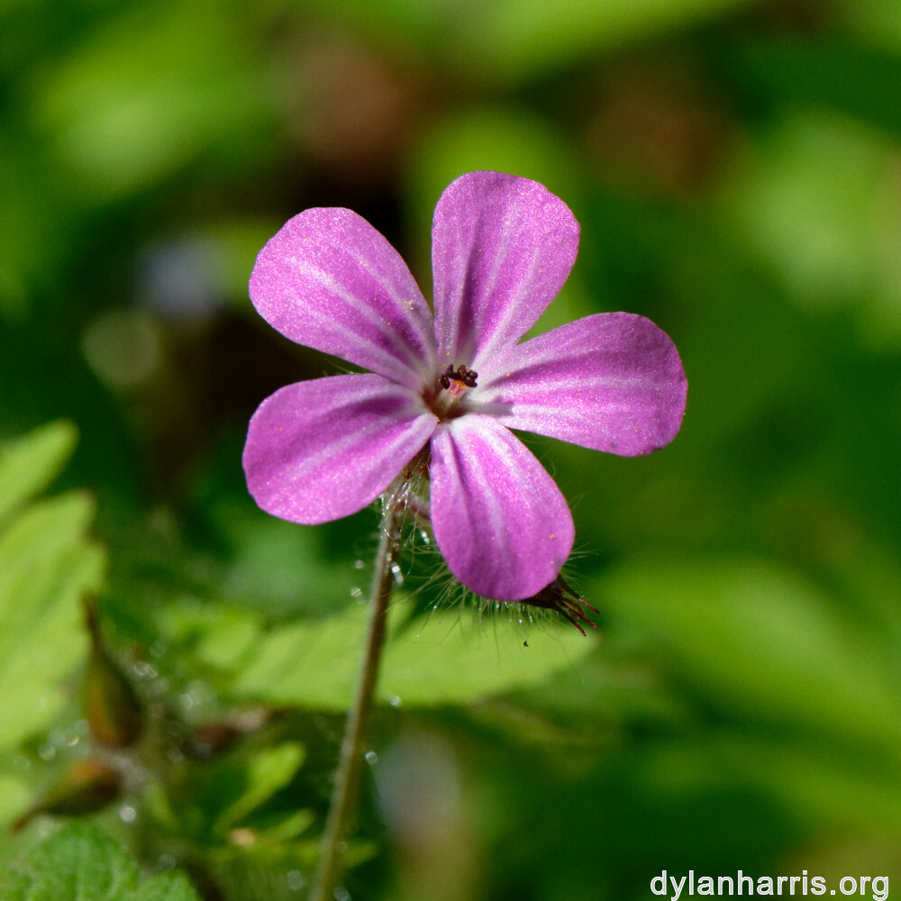 image: This is ‘
flower (xxiv) 5
’.