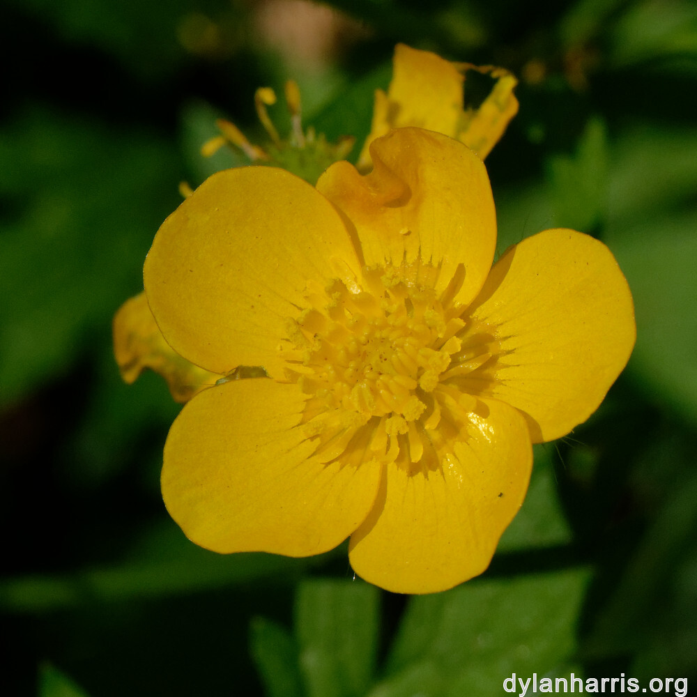 image: This is ‘
flower (xxiv) 6
’.