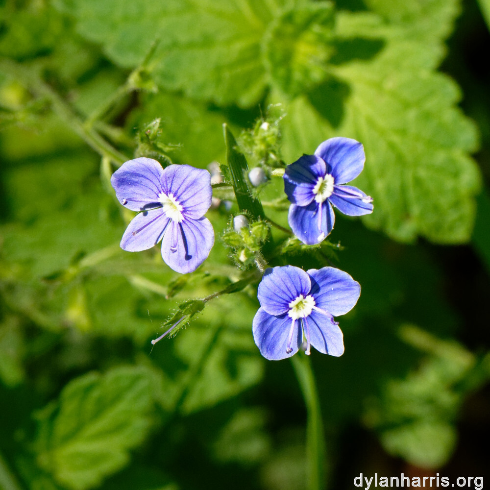 image: This is ‘
flower (xxiv) 7
’.