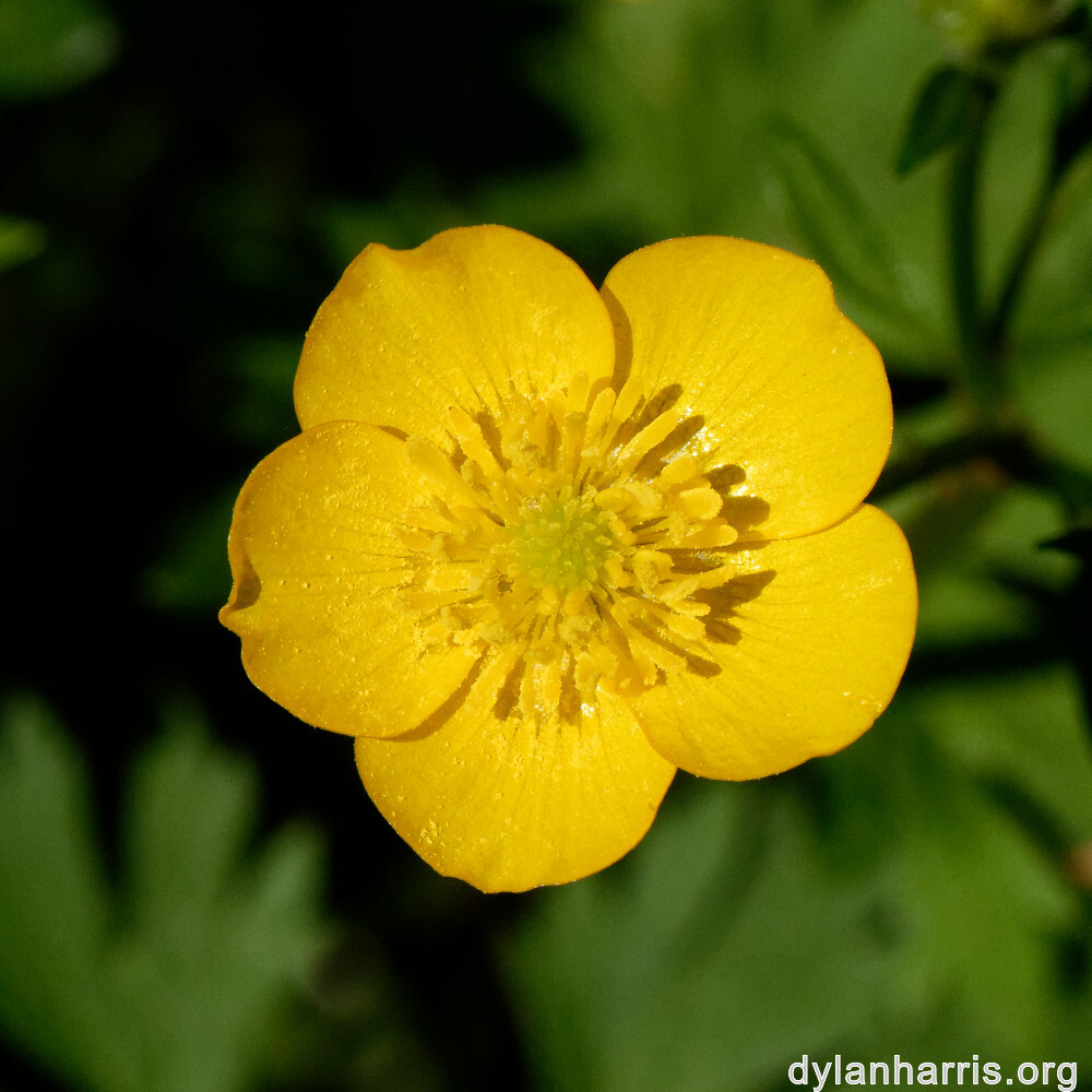 image: This is ‘
flower (xxiv) 8
’.