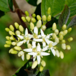 image: Image from the photoset ‘
flower (xxiv)
’.