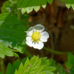 image: Image from the photoset ‘
flower (xxiv)
’.