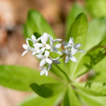 image: Image from the photoset ‘
flower (xxiv)
’.