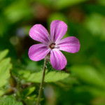 image: Image from the photoset ‘
flower (xxiv)
’.