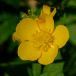 image: Image from the photoset ‘
flower (xxiv)
’.