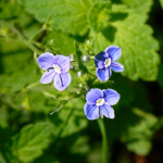 image: Image from the photoset ‘
flower (xxiv)
’.