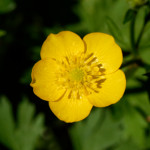 image: Image from the photoset ‘
flower (xxiv)
’.