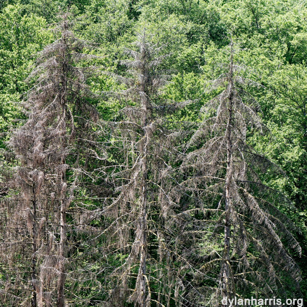 image: This is ‘
kayl 1
’.