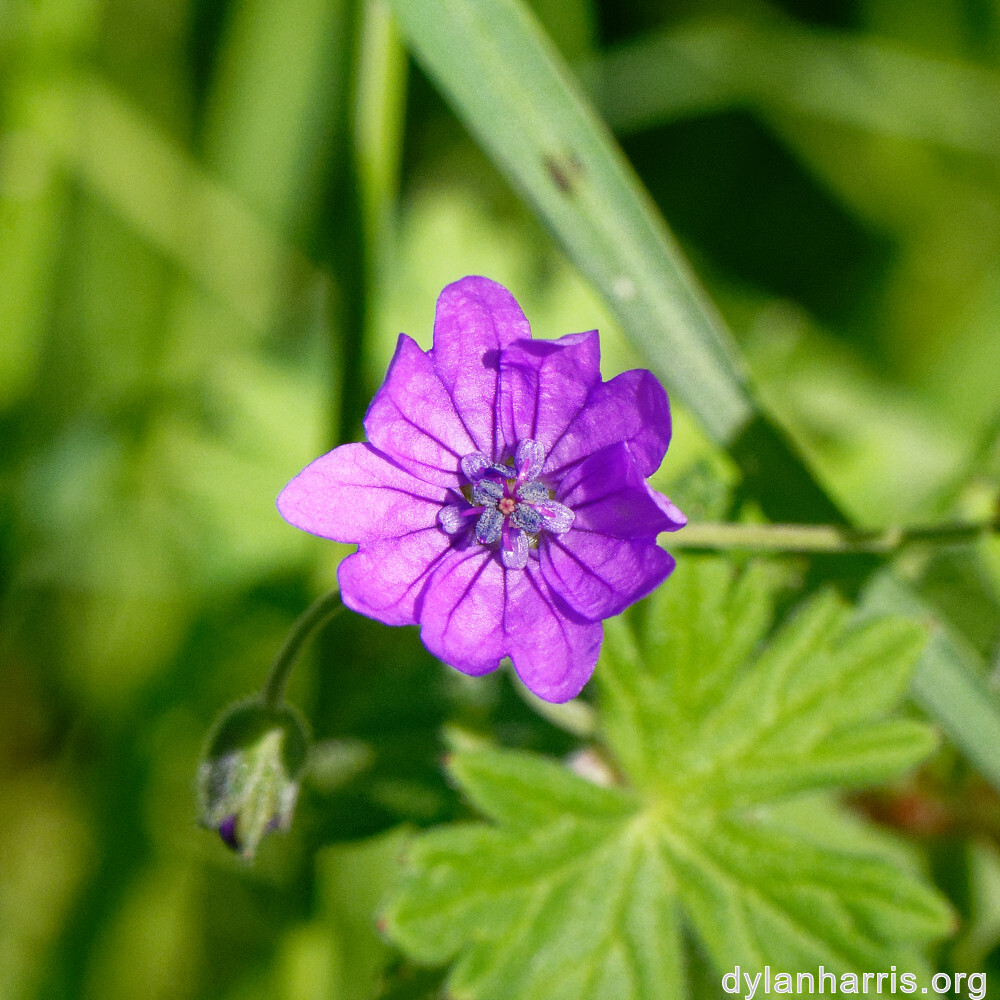 image: This is ‘
flower (xxv) 1
’.