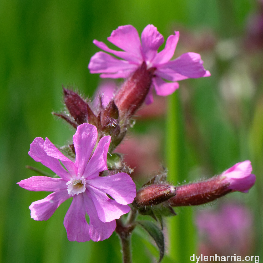 image: This is ‘
flower (xxv) 2
’.