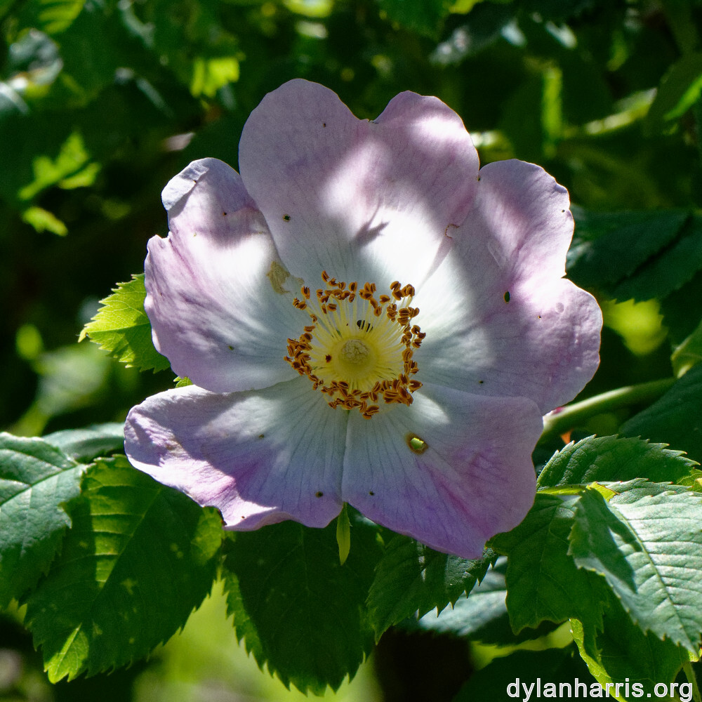 image: This is ‘
flower (xxv) 3
’.