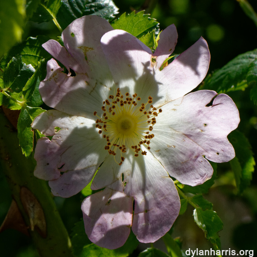 image: This is ‘
flower (xxv) 
’.