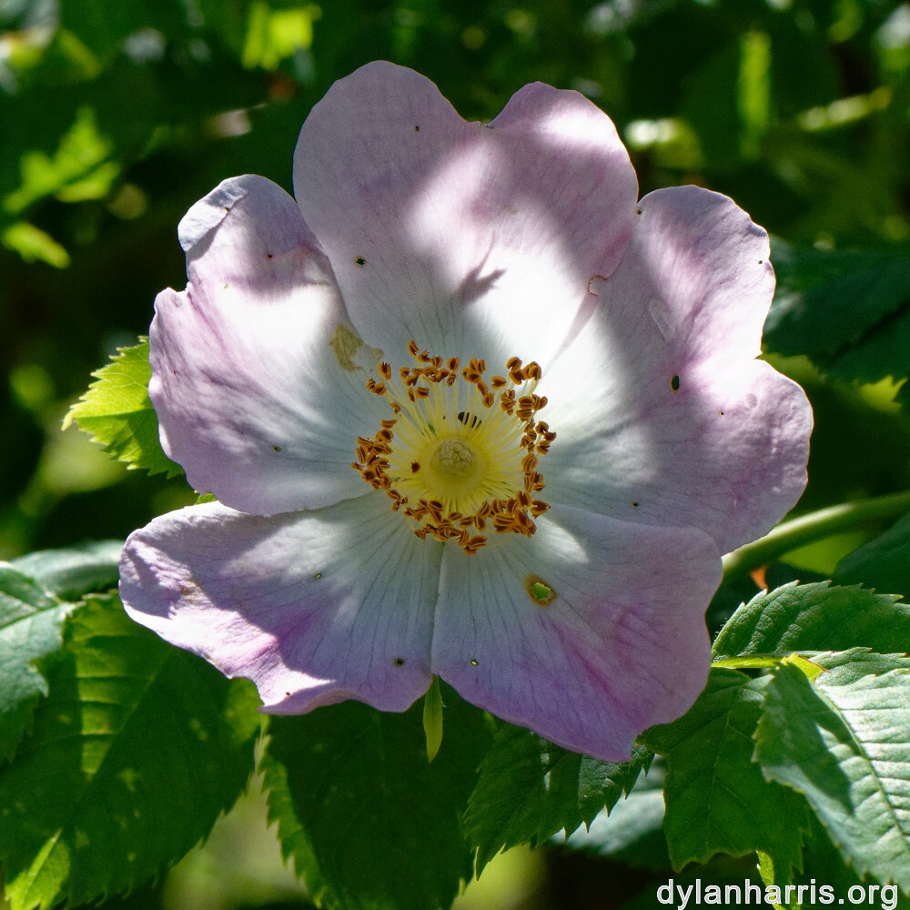 image: This is ‘
flower (xxv) 6
’.