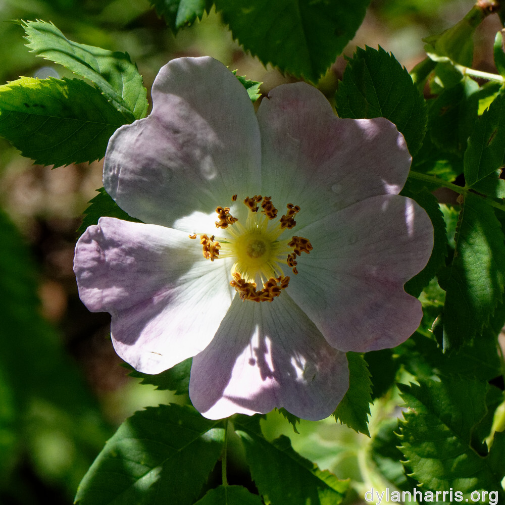 image: This is ‘
flower (xxv) 8
’.