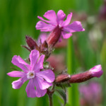 image: Image from the photoset ‘
flower (xxv)
’.